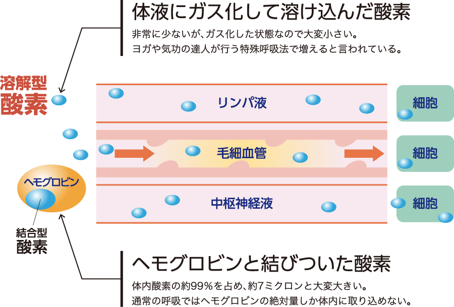 体液にガス化して溶け込んだ酸素　非常に少ないが､ガス化した状態なので大変小さい｡ヨガや気功の達人が行う特殊呼吸法で増えると言われている｡　ヘモグロビンと結びついた酸素　体内酸素の99％で､大きな約7ミクロンと大変大きい｡通常の呼吸ではヘモグロビンの絶対量しか体内に取り込めない｡